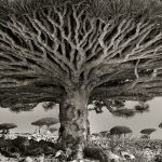 ancient-trees-beth-moon
