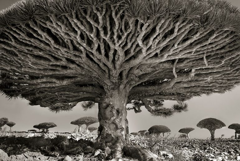 ancient-trees-beth-moon